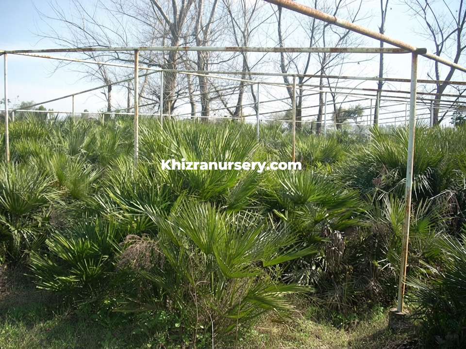 Chamaerops palms wholesales
