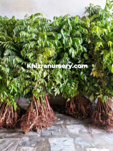 Curry patta bare root export packing wholesale bundle