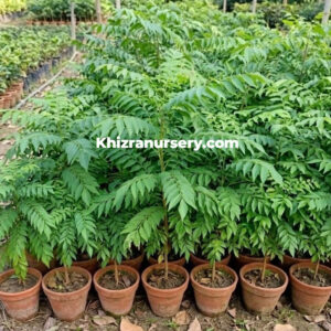 Curry Patta Trees Murraya Koenigi Plants