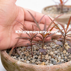 Terminalia bentzoe seedlings