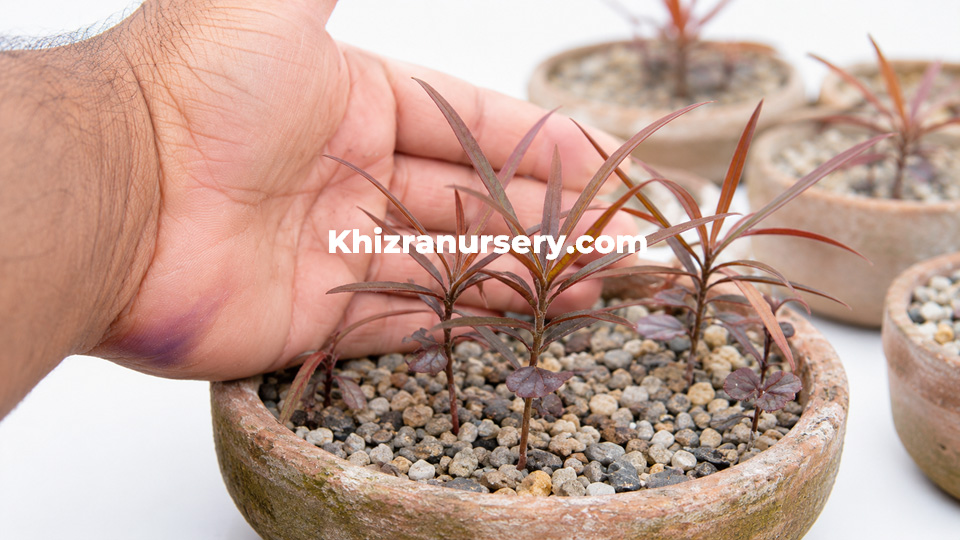 Terminalia bentzoe seedlings