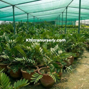 Zamia Furfuracea