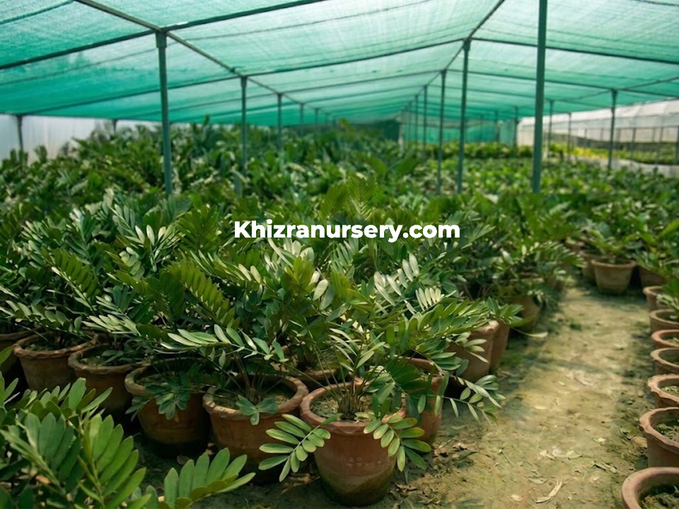 Zamia Furfuracea